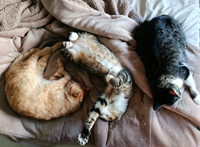 Комментарий с изображением на AdMe.Media