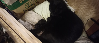 Комментарий с изображением на AdMe.Media