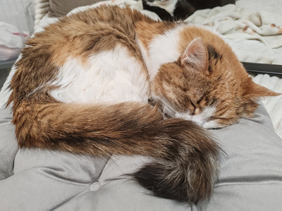 Комментарий с изображением на AdMe.Media