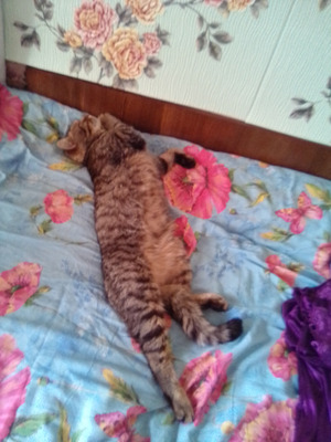 Комментарий с изображением на AdMe.Media