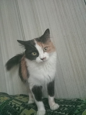 Комментарий с изображением на AdMe.Media