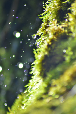 Комментарий с изображением на AdMe.Media