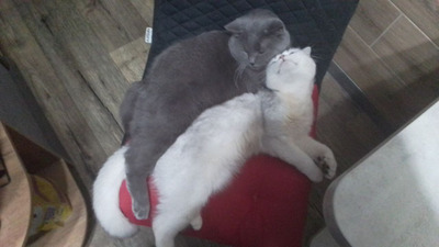 Комментарий с изображением на AdMe.Media