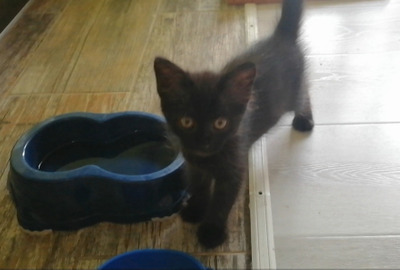 Комментарий с изображением на AdMe.Media