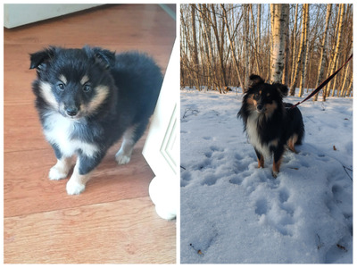 Комментарий с изображением на AdMe.Media