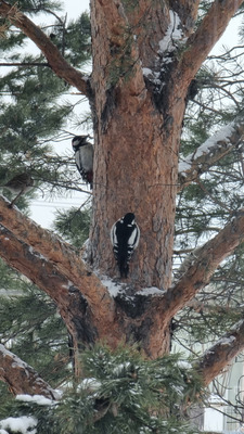 Комментарий с изображением на AdMe.Media