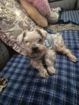 Комментарий с изображением на AdMe.Media