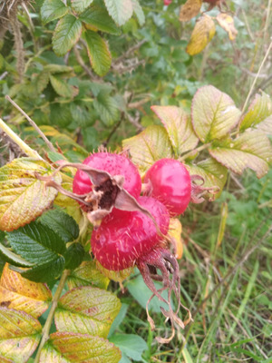 Комментарий с изображением на AdMe.Media