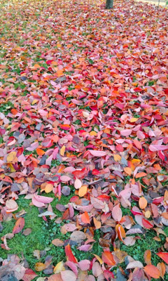 Комментарий с изображением на AdMe.Media