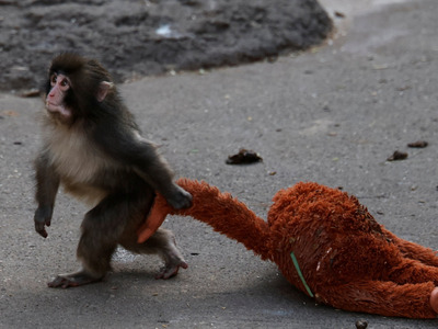 Комментарий с изображением на AdMe.Media