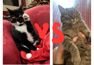 Комментарий с изображением на AdMe.Media