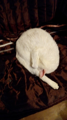 Комментарий с изображением на AdMe.Media