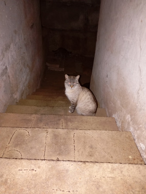 Комментарий с изображением на AdMe.Media