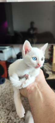 Комментарий с изображением на AdMe.Media