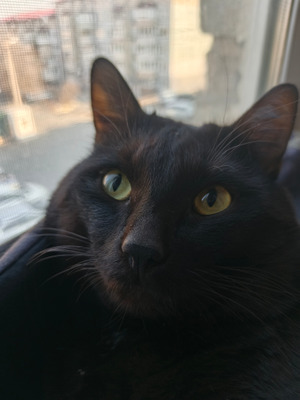 Комментарий с изображением на AdMe.Media