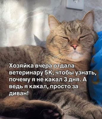 Комментарий с изображением на AdMe.Media