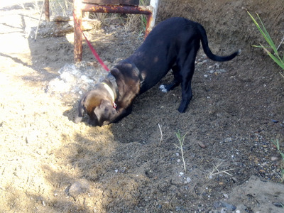 Комментарий с изображением на AdMe.Media