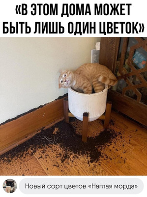 Комментарий с изображением на AdMe.Media
