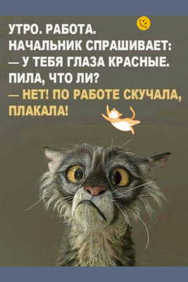 Комментарий с изображением на AdMe.Media