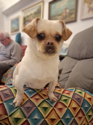 Комментарий с изображением на AdMe.Media