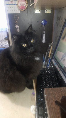 Комментарий с изображением на AdMe.Media