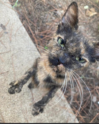 Комментарий с изображением на AdMe.Media