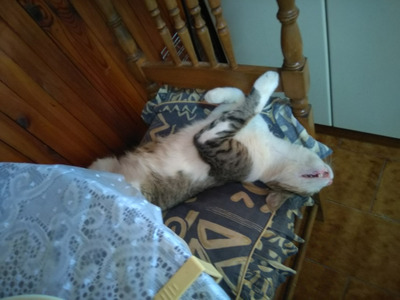 Комментарий с изображением на AdMe.Media