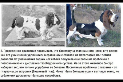 Комментарий с изображением на AdMe.Media