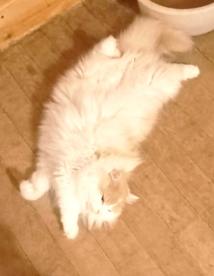 Комментарий с изображением на AdMe.Media