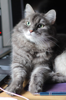 Комментарий с изображением на AdMe.Media