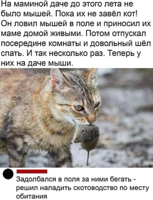 Комментарий с изображением на AdMe.Media