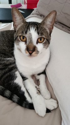 Комментарий с изображением на AdMe.Media