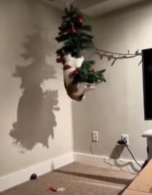 Комментарий с изображением на AdMe.Media