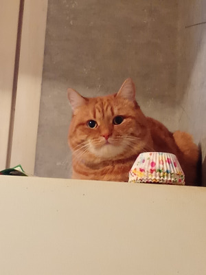 Комментарий с изображением на AdMe.Media