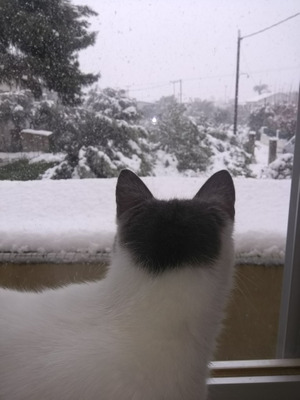 Комментарий с изображением на AdMe.Media