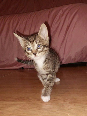 Комментарий с изображением на AdMe.Media