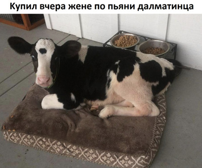 Комментарий с изображением на AdMe.Media