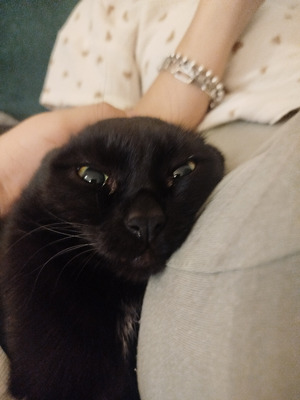 Комментарий с изображением на AdMe.Media