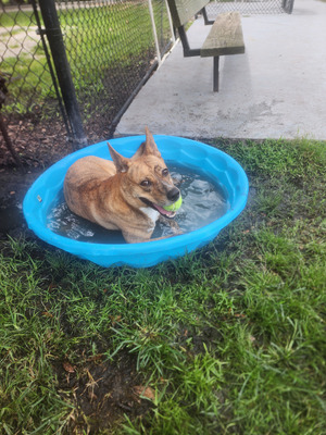 Комментарий с изображением на AdMe.Media