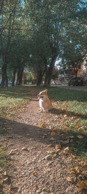 Комментарий с изображением на AdMe.Media