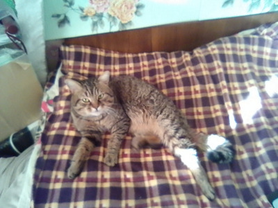 Комментарий с изображением на AdMe.Media