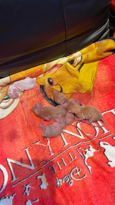 Комментарий с изображением на AdMe.Media