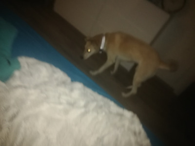 Комментарий с изображением на AdMe.Media