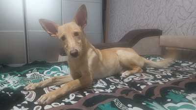 Комментарий с изображением на AdMe.Media