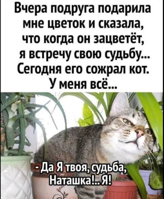 Комментарий с изображением на AdMe.Media