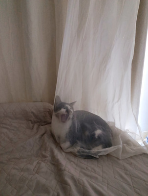 Комментарий с изображением на AdMe.Media