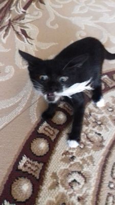 Комментарий с изображением на AdMe.Media