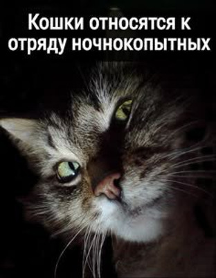 Комментарий с изображением на AdMe.Media