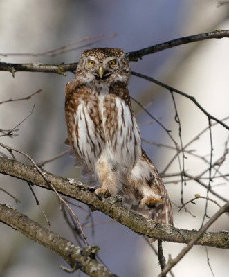 Комментарий с изображением на AdMe.Media