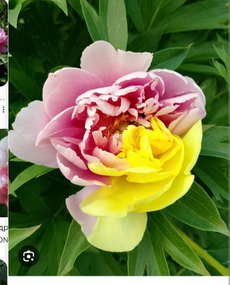 Комментарий с изображением на AdMe.Media